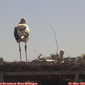 10_40-mast.jpg