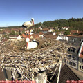 10_40-nest.jpg