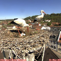 10_45-nest.jpg