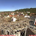 10_50-nest.jpg