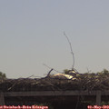 10_55-mast.jpg