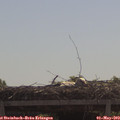 11_00-mast.jpg