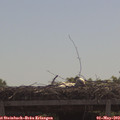 11_05-mast.jpg