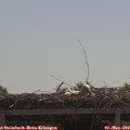 11_10-mast.jpg