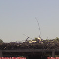 11_15-mast.jpg