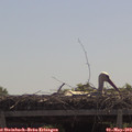 11_20-mast.jpg