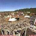 11_25-nest.jpg