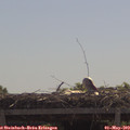 11_30-mast.jpg