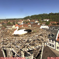 11_30-nest.jpg