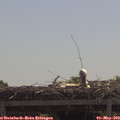 11_35-mast.jpg