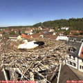 11_40-nest.jpg