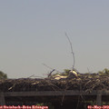 11_50-mast.jpg