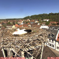 11_50-nest.jpg