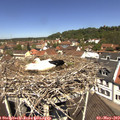 11_55-nest.jpg