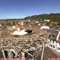 12_00-nest.jpg