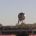 12_10-mast.jpg