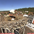 12_10-nest.jpg