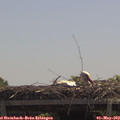 12_15-mast.jpg
