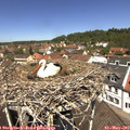 12_15-nest.jpg