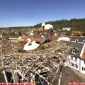 12_20-nest.jpg
