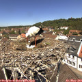 12_25-nest.jpg