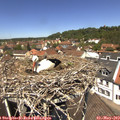 12_35-nest.jpg