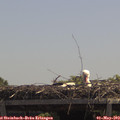 12_40-mast.jpg