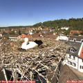 12_40-nest.jpg