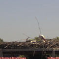12_45-mast.jpg