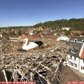 12_45-nest.jpg