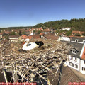 12_50-nest.jpg