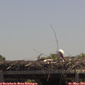 12_55-mast.jpg