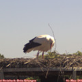 13_00-mast.jpg