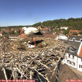 13_00-nest.jpg