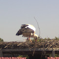 13_10-mast.jpg