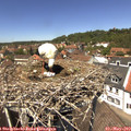 13_10-nest.jpg
