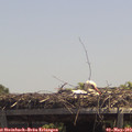 13_15-mast.jpg