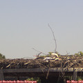 13_20-mast.jpg