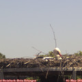 13_25-mast.jpg