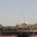 13_30-mast.jpg