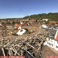 13_30-nest.jpg