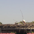 13_35-mast.jpg