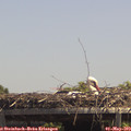 13_45-mast.jpg