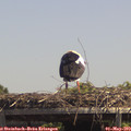 13_50-mast.jpg