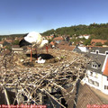 13_50-nest.jpg
