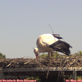 13_55-mast.jpg