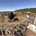 13_55-nest.jpg
