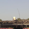 14_00-mast.jpg