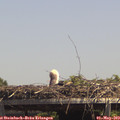 14_05-mast.jpg