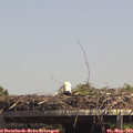 14_10-mast.jpg